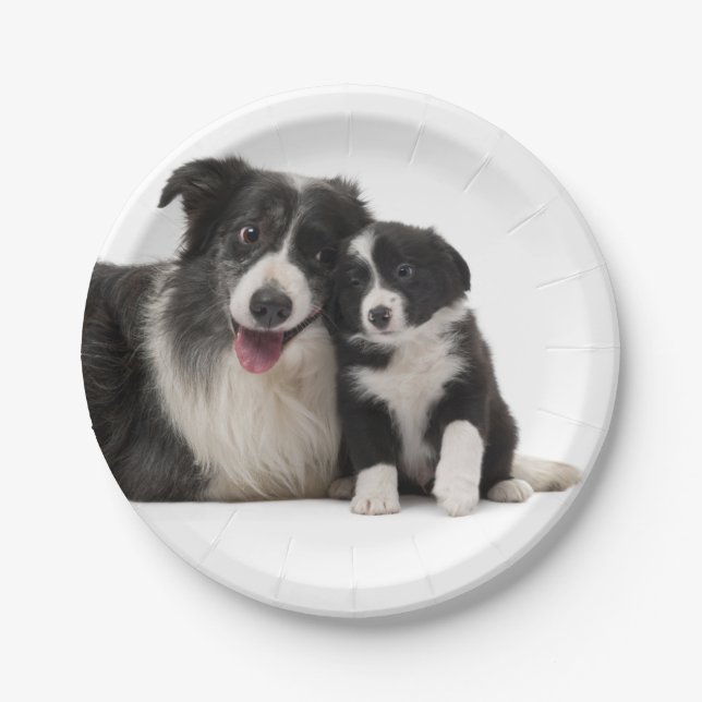 Cute Black White Puppy Dog Border Collie Party Paper Plates (Front)