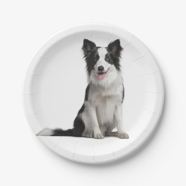 Border collie outlet plates