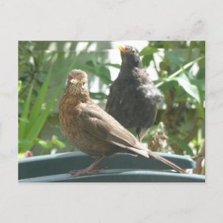 Cute Blackbirds Pair DIY Postcard