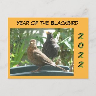 Cute Blackbirds Pair Year 2022 Cust. Postcard