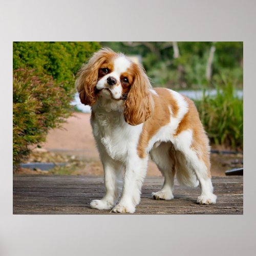 Cute Blenheim Cavalier King Charles Spaniel Puppy Poster