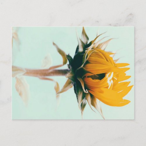 Cute blooming sunflower flower art announcement postcard