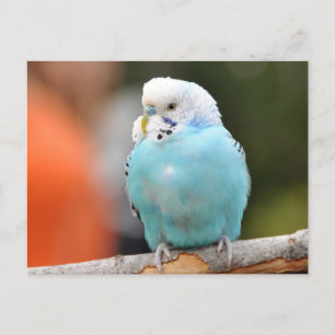 Cute Blue Budgie Bird on a Tree Branch Postcard