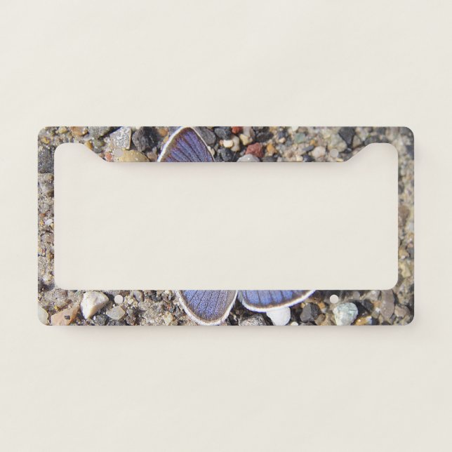 Cute blue butterfly license plate frame (Front)
