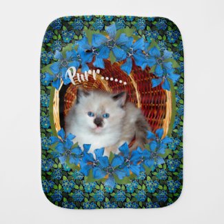 Cute Blue Eyed Kitten