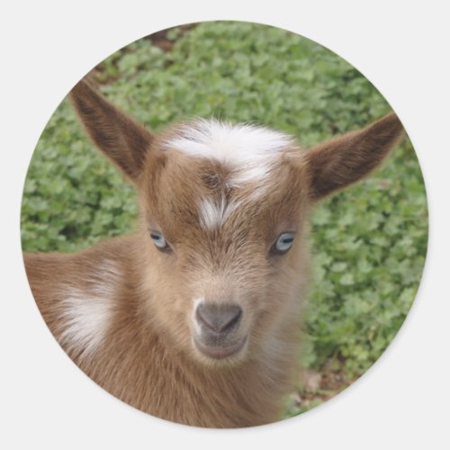 Cute Blue Eyed Nigerian Dwarf Goat Kid Classic Round Sticker