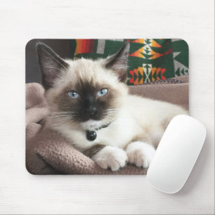 Cute Blue-Eyed Siamese Kitten Photo Mouse Pad