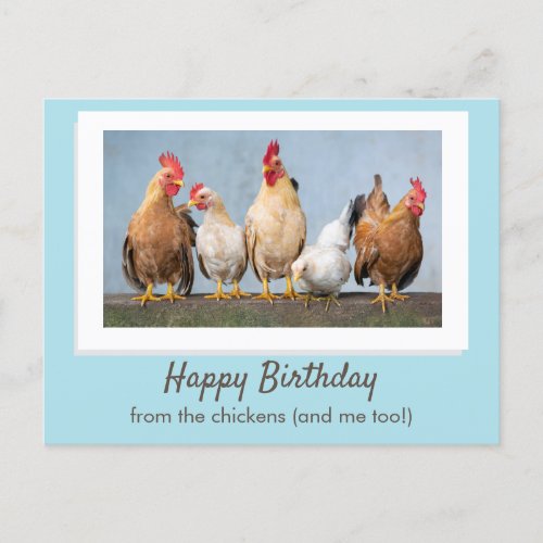 Cute Blue Happy Birthday From The Chickens Postcard