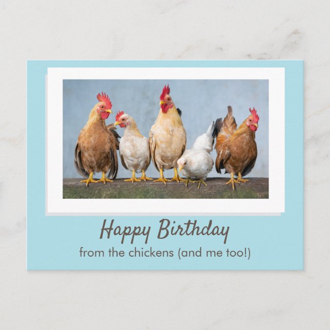 Cute Blue Happy Birthday From The Chickens Postcard (Front)