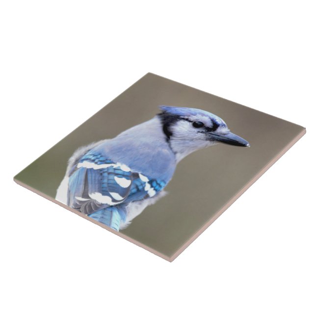Cute Blue Jay Songbird on Treestump Ceramic Tile (Side)