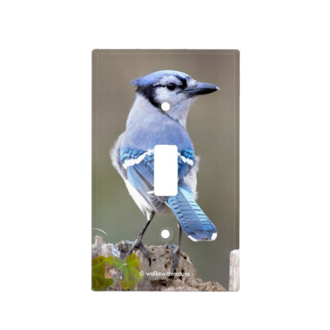 Cute Blue Jay Songbird on Treestump Light Switch Cover (Front)