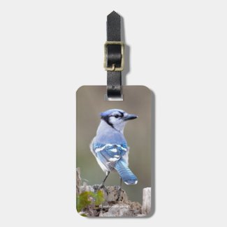 Cute Blue Jay Songbird on Treestump Luggage Tag
