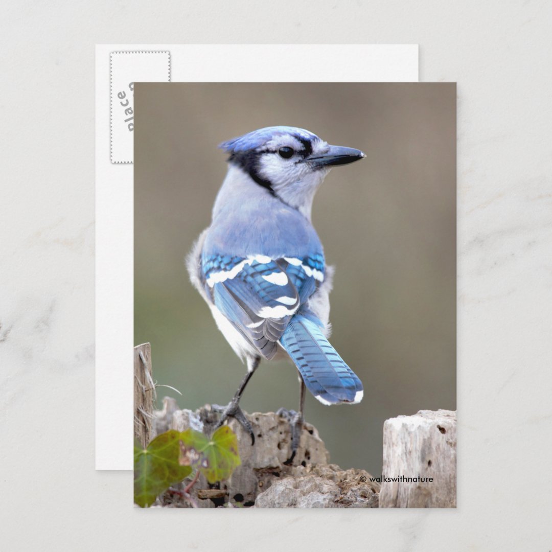WHS Designs Postcard