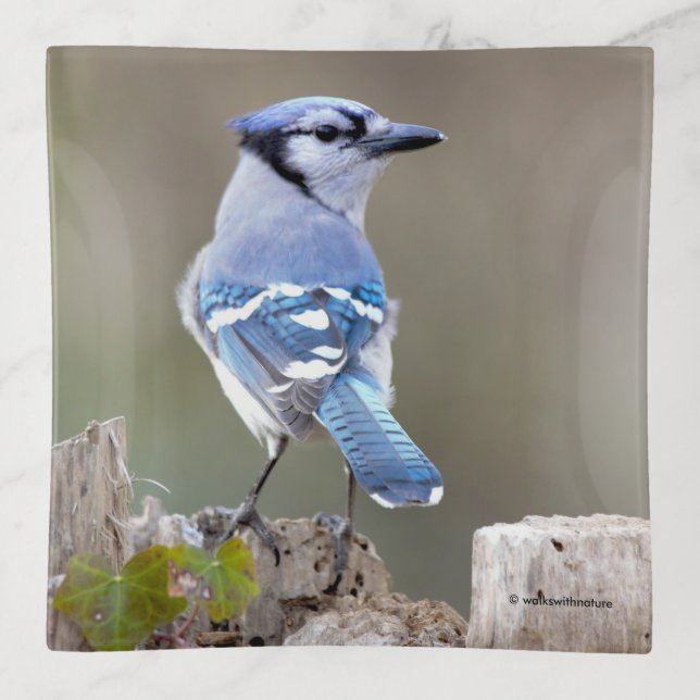 Cute Blue Jay Songbird on Treestump Trinket Tray (Front)