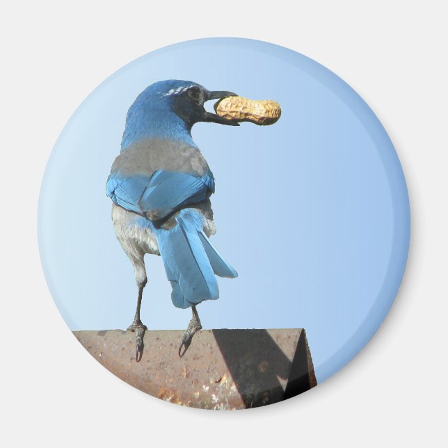 Cute Blue Scrub Jay Bird & Peanut Magnet (Front)