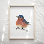 Cute Bluebird Watercolor Art Print<br><div class="desc">A sweet and cute bluebird watercolor and colored pencil painting by Jennifer Steffen.</div>