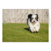 Cute Bobtail Sheepdog (Front Horizontal)