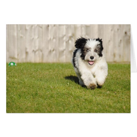 Cute Bobtail Sheepdog Cards (Front Horizontal)