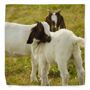 Cute Boer Goat Kids in Pasture Photo Bandana