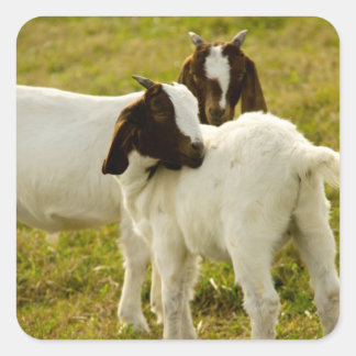 Cute Boer Goats in a Grassy Field Square Sticker