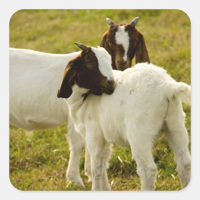 Cute Boer Goats in a Grassy Field Square Sticker (Front)