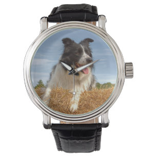 Cute Border Collie Dog Watch