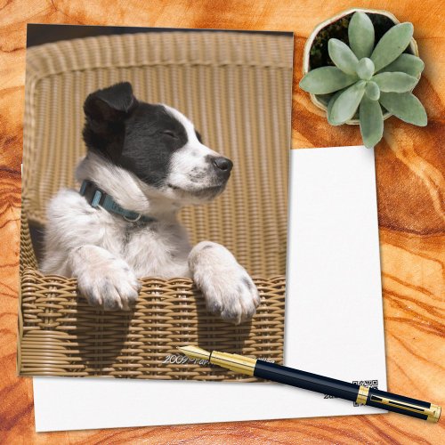 Cute Border Collie Heeler Mix Puppy Photo Miss You Postcard