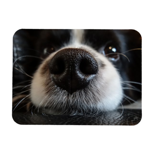 Cute Border Collie Nose Closeup Magnet (Horizontal)