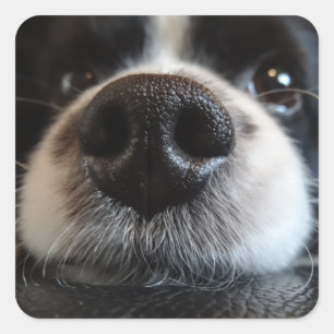 Cute Border Collie Nose Closeup Square Sticker