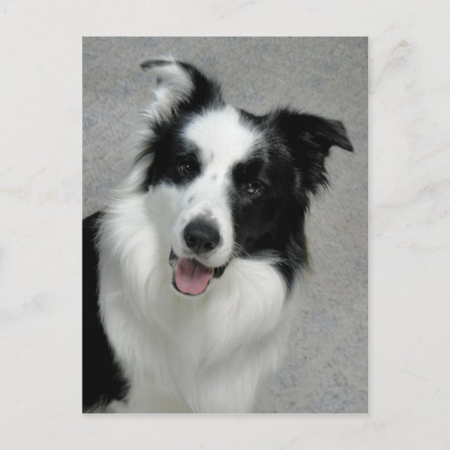 Cute Border Collie Photo Portrait Postcard (Front)