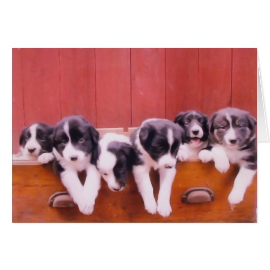 Cute Border Collie Puppies Animal Cards (Front Horizontal)