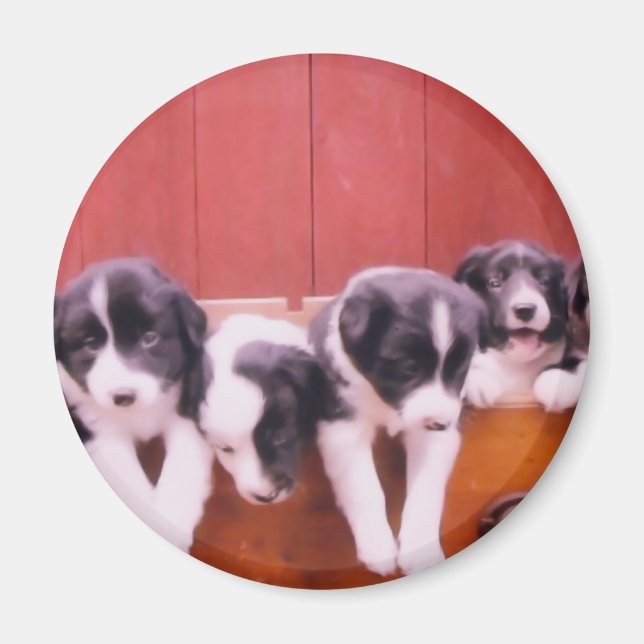 Cute Border Collie Puppies Magnet (Front)