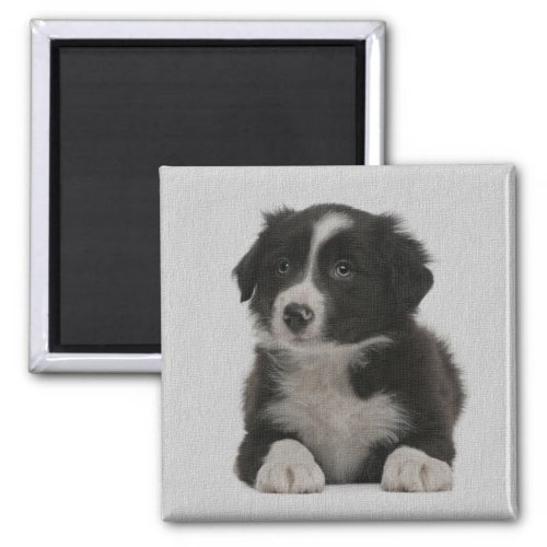 Cute Border Collie Puppy Dog Custom Magnet