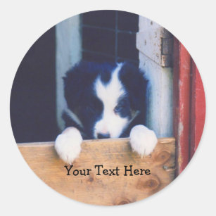 Cute Border Collie Puppy Dog Sticker