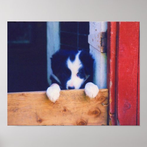 Cute Border Collie Puppy Oil Painting Poster