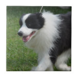 Cute Border Collie Puppy Tile
