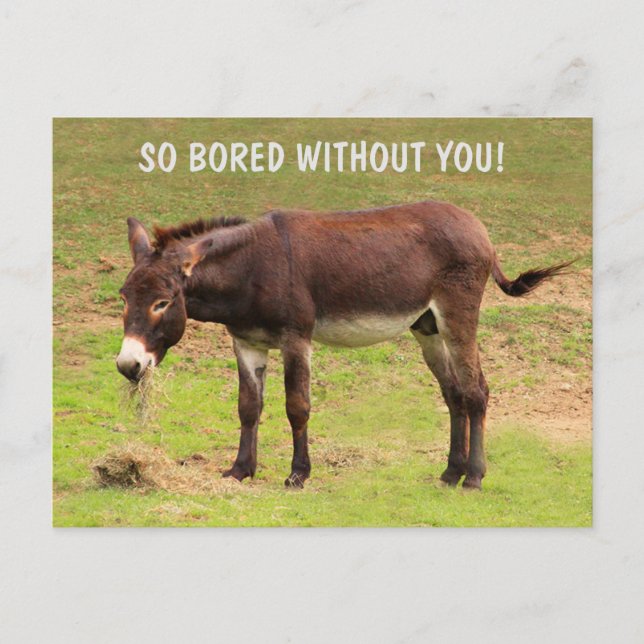 Cute Bored Donkey Postcard (Front)