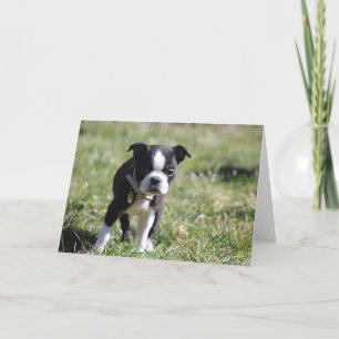 Cute Boston Terrier Blank Letterpress Thank You Card