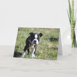 Cute Boston Terrier Blank Letterpress Thank You Card