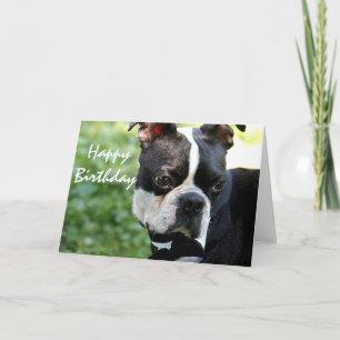 Cute Boston terrier close up photo birthday card