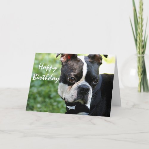 Cute Boston terrier close up photo card