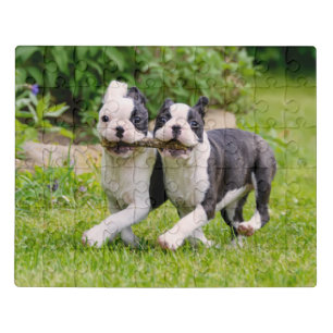 Cute Boston Terrier dogs puppies playing Jigsaw Puzzle