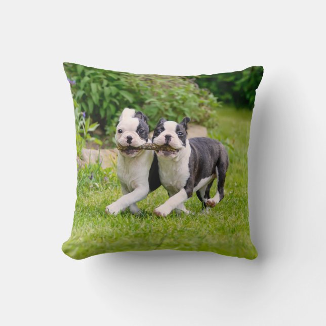 Cute Boston Terrier dogs puppies playing Throw Pillow (Front)