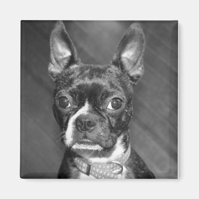 Cute Boston Terrier magnet (Front)
