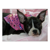 Cute Boston Terrier Puppy (Front Horizontal)