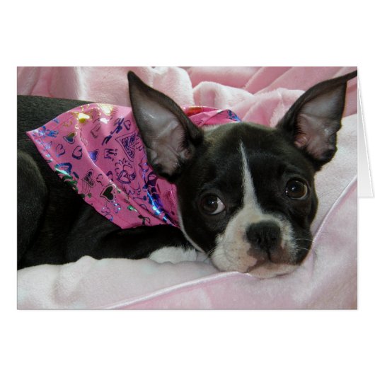 Cute Boston Terrier Puppy Cards (Front Horizontal)