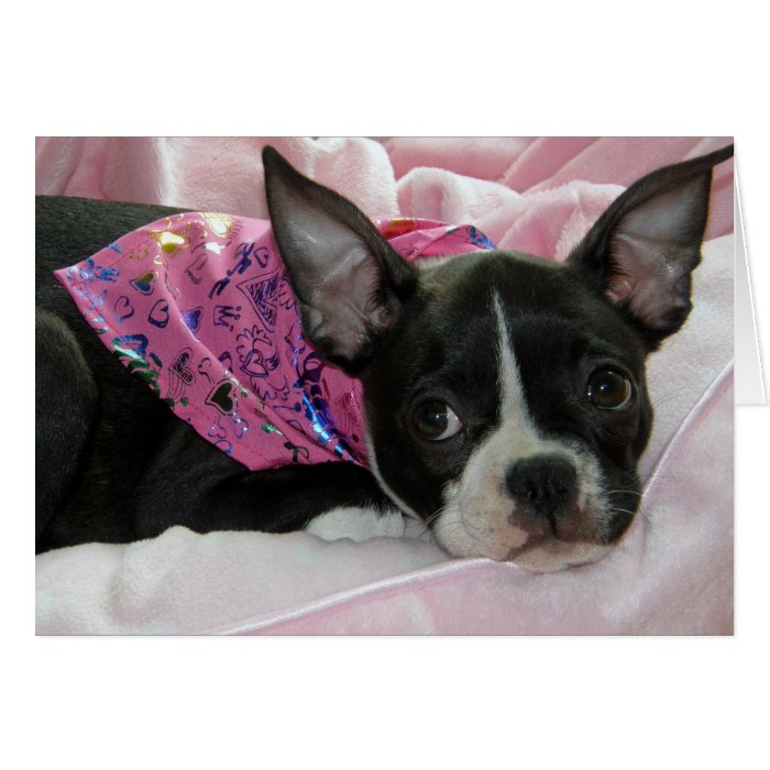 Cute Boston Terrier Puppy Greeting Cards