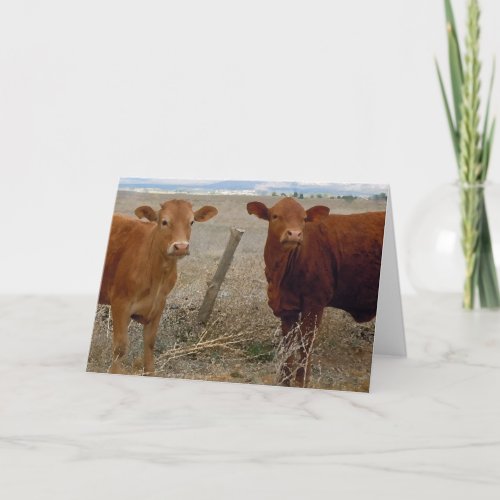 Cute Bovine Anniversary Congratulations Card