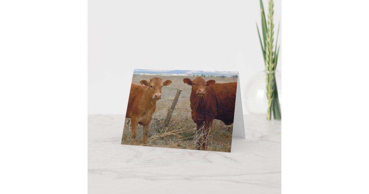 Cute Bovine Anniversary Congratulations Card | Zazzle