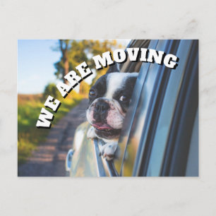 Cute Boxer Dog in Car Change Address Announcement Postcard